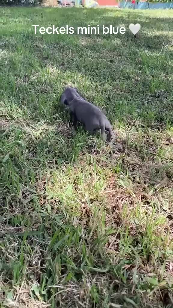Teckel Miniatura perros en venta: Macho Teckel blue - Video 1