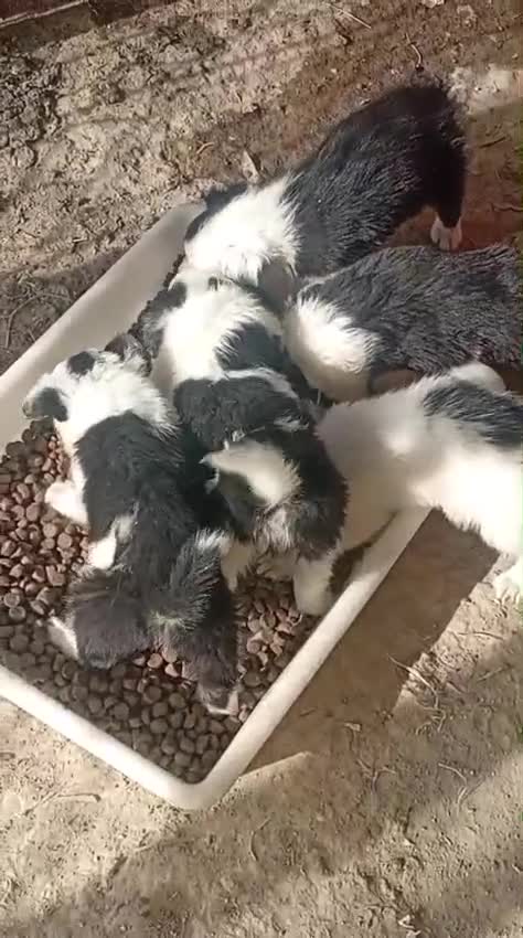 Border Collie perros en venta: Border collies blancos y negros - Video 1
