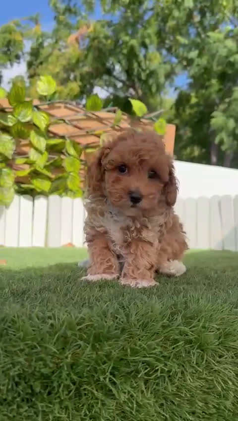Caniche Toy perros en venta: CANICHE TOY MACHO - Video 2