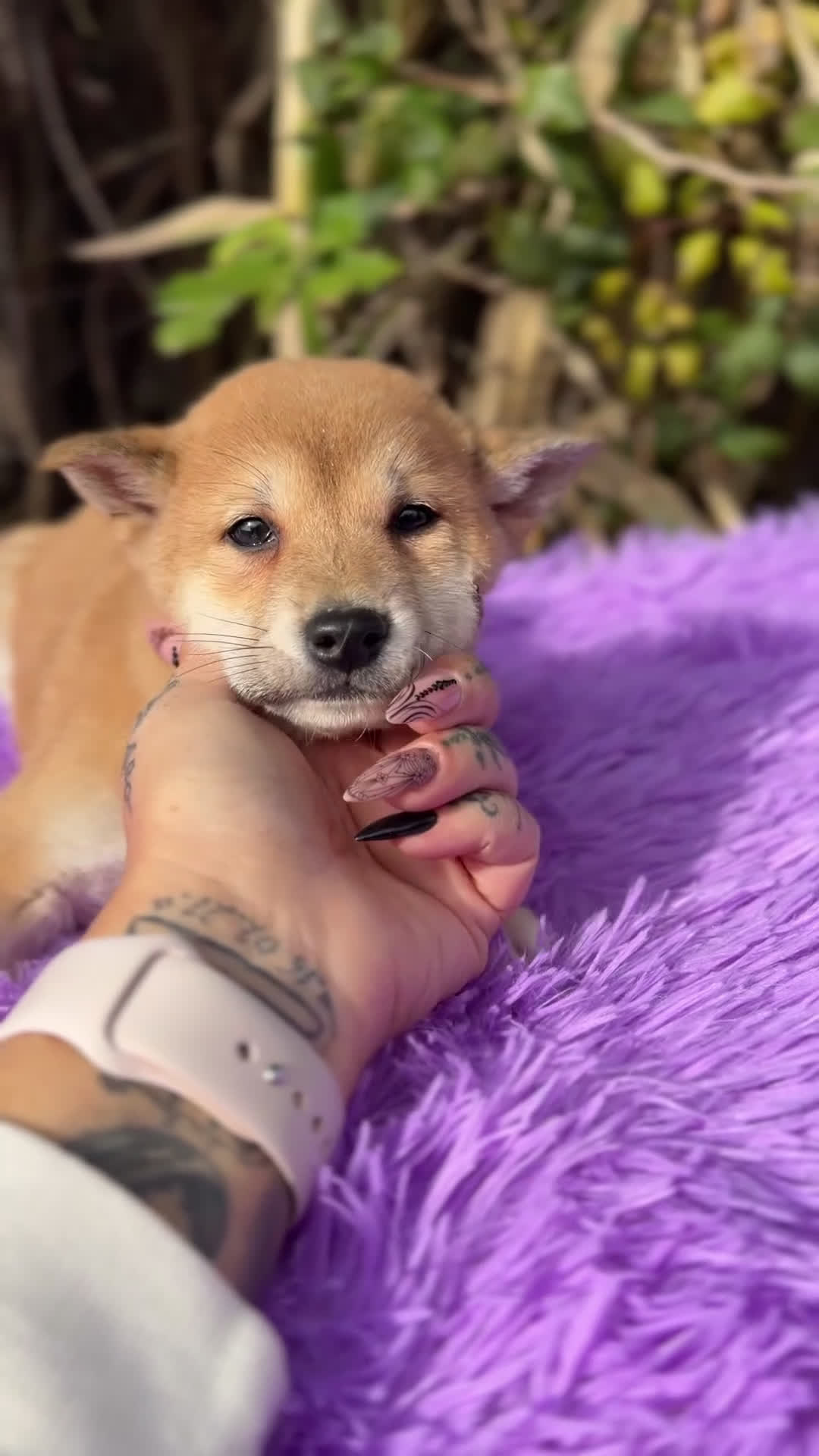 Shiba Inu perros en venta: Shiba Inu hembra  - Video 1