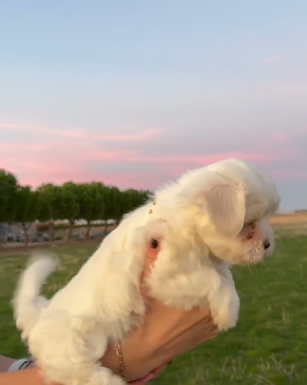 Bichón Maltés perros en venta: CACHORRITOS BICHON MALTÉS  - Video 2