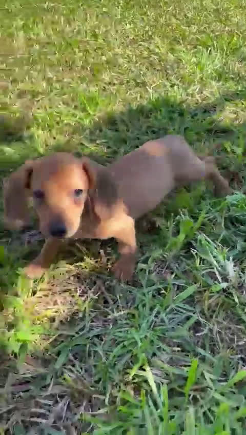 Teckel Miniatura perros en venta: Teckels mini  - Video 2