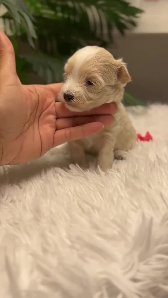 Maltipoo perros en venta: 🎀 MALTIPOO 🎀 - Video 1