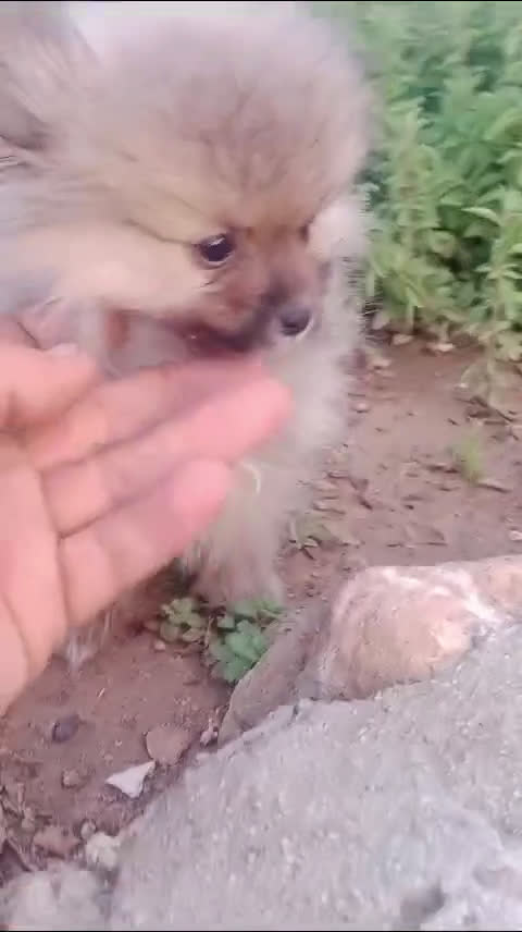 Pomerania perros en venta: Camada de Pomerania en Granada - Video 1