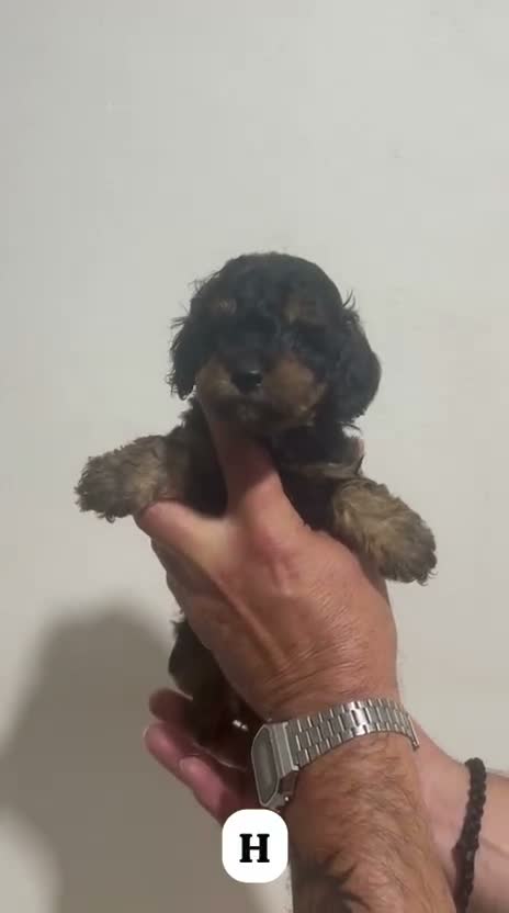 Caniche Toy perros en venta: ESPECTACULAR HEMBRA CANICHE TOY PHANTOM - Video 1