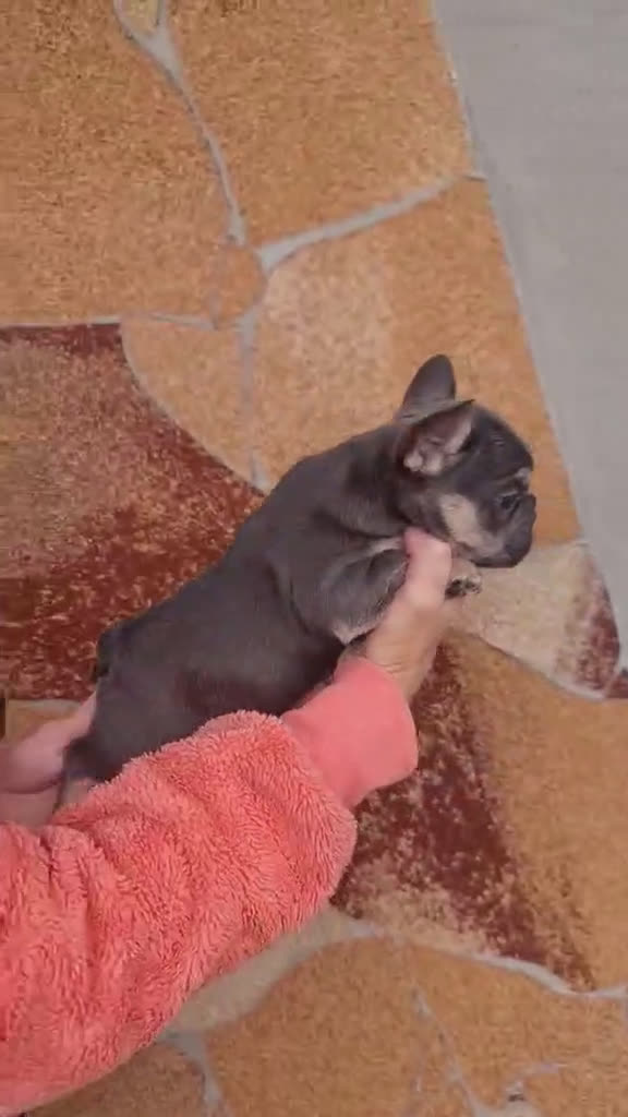 Bulldog Francés perros en venta: ‼️‼️BULLDOG FRANCES EXÓTICOS - Video 4