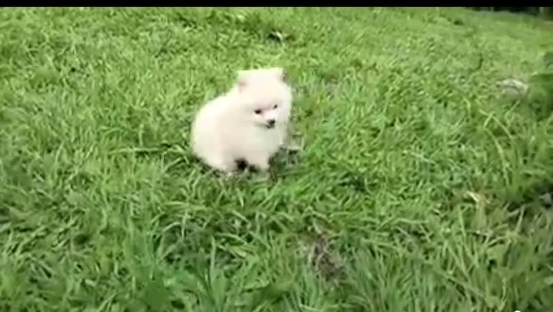 Pomerania perros en venta: Machito blanco  - Video 1