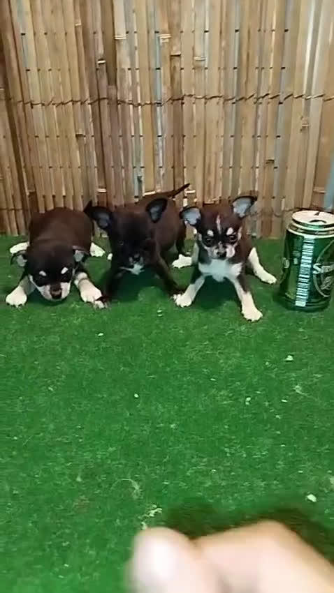 Chihuahua perros en venta: Chihuahuas toy - Video 1