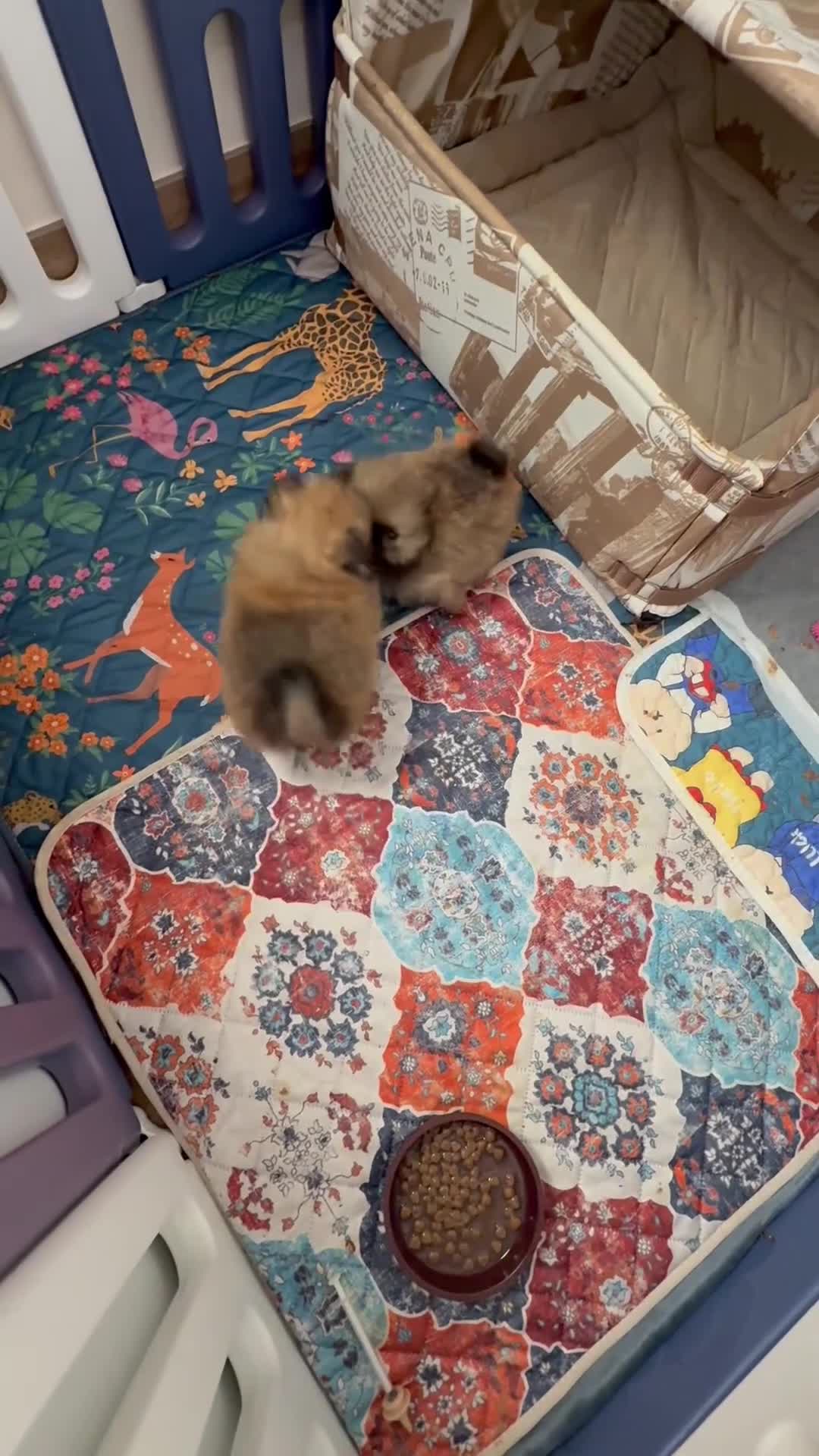 Pomerania perros en venta: Dos preciosas hembras Pomerania color sable - Video 1