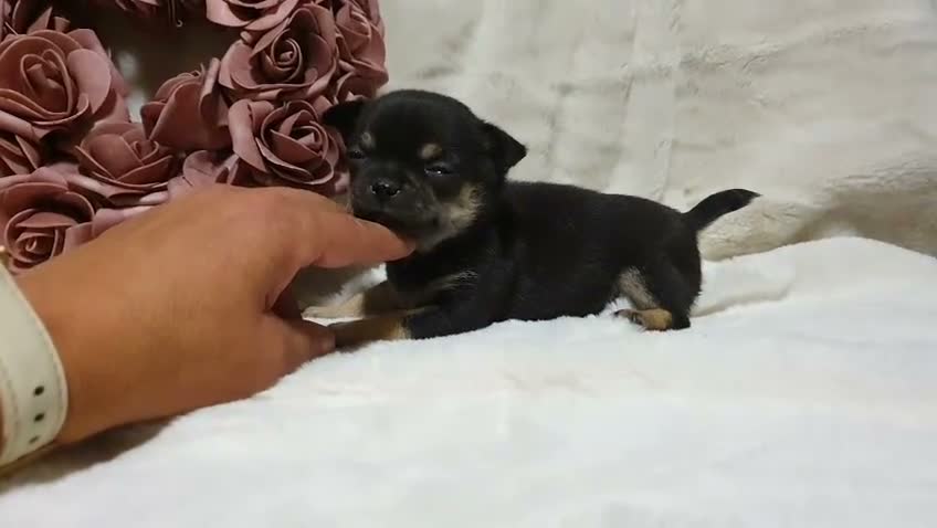 Chihuahua perros en venta: Chihuahua  - Video 3