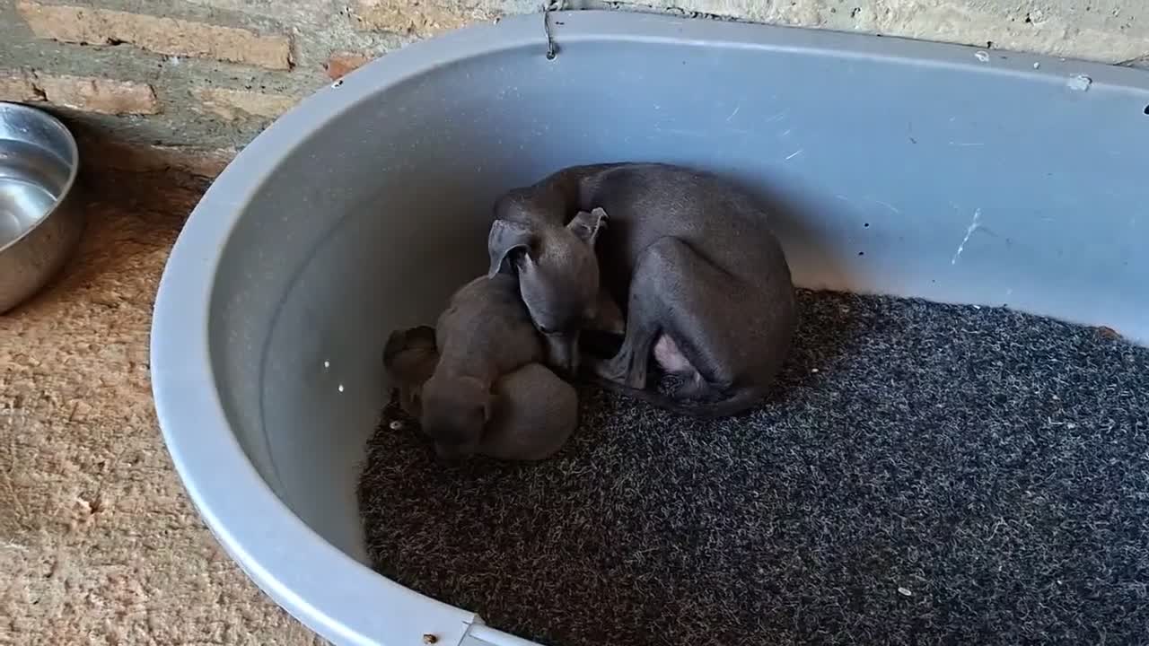 Pequeño Lebrel Italiano perros en venta: Picolos Azules - Video 1