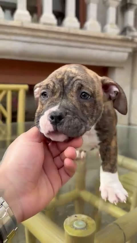 American Bully perros en venta: Cachorro American Bully - Video 1