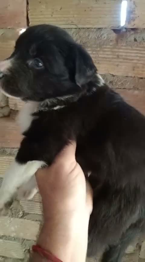 Border Collie perros en venta: Bordes collie  - Video 1