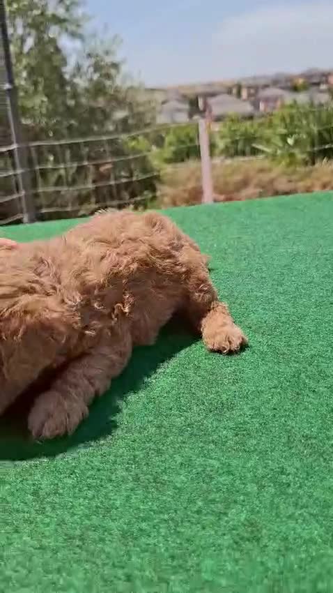 Caniche Toy perros en venta: Caniches toy machos - Video 4
