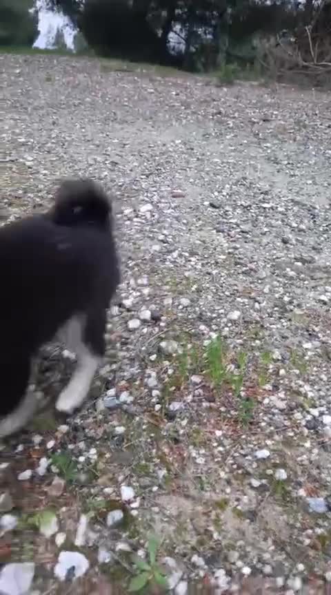 Pomsky perros en venta: Pomosky última hembra !! - Video 2