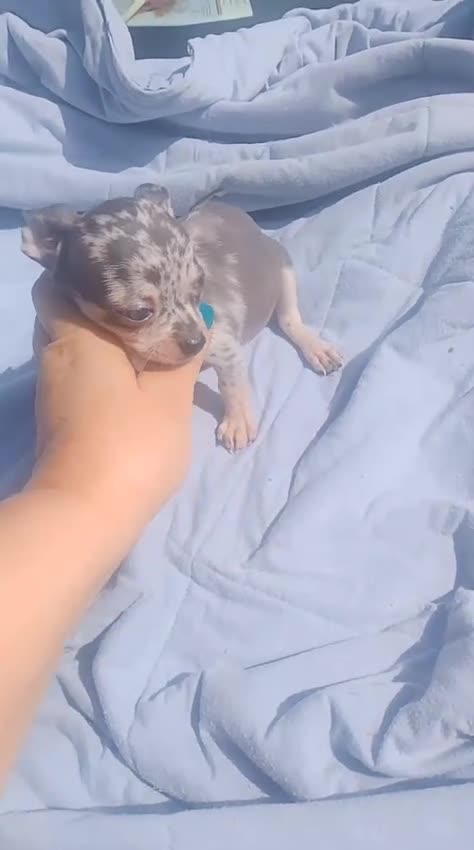 Chihuahua perros en venta: chihuahua trimerle lilacchoco ojos azules - Video 1