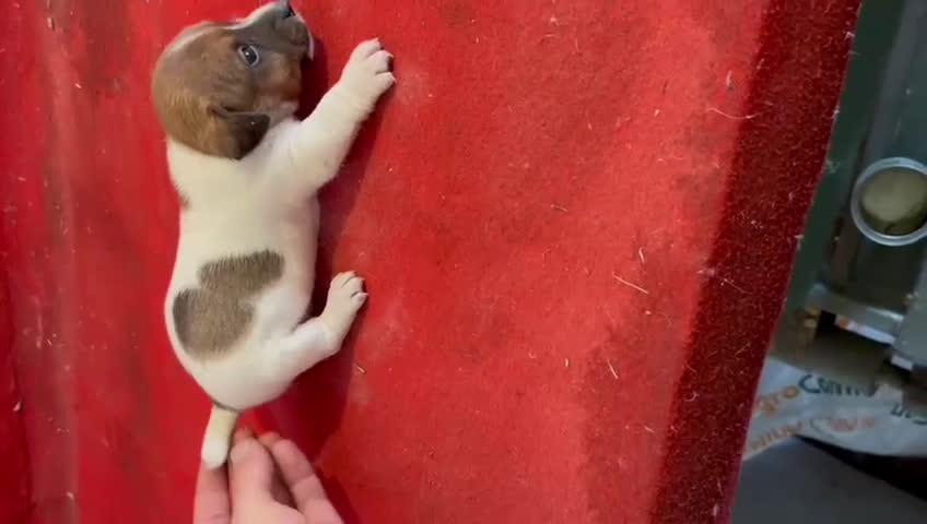 Jack Russell Terrier perros en venta: Jack Russell  - Video 5