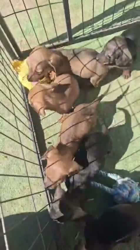 Teckel Miniatura perros en adopcion: Teckel mini - Video 1