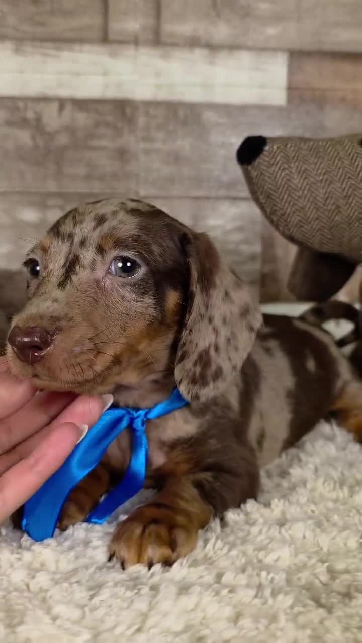Teckel perros en venta: TECKEL MINIATURA Y KANINCHEN  - Video 4