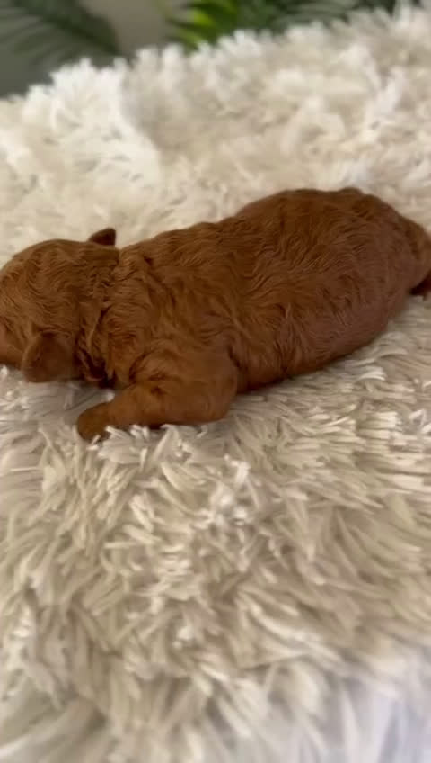 Caniche Toy perros en venta: CANICHE TOY HEMBRA - Video 1