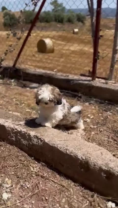 Shih Tzu perros en venta: Shih Tzu tricolor  - Video 1