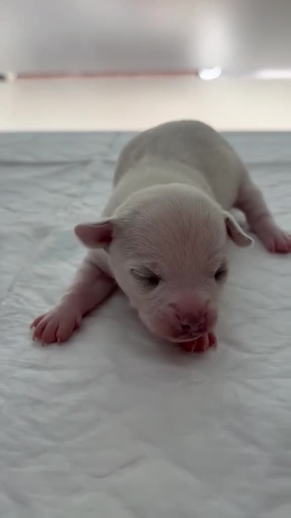 Chihuahua perros en venta: CHIHUAHUAS BLANCOS EXCLUSIVOS - Video 2