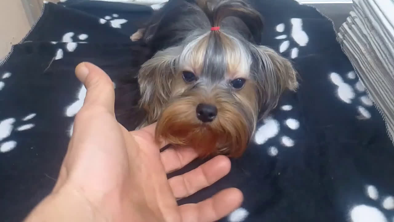 Yorkshire Terrier perros en venta:  ✨ Cachorritos Yorkshire (Yorkies) – Exclusividad, - Video 1