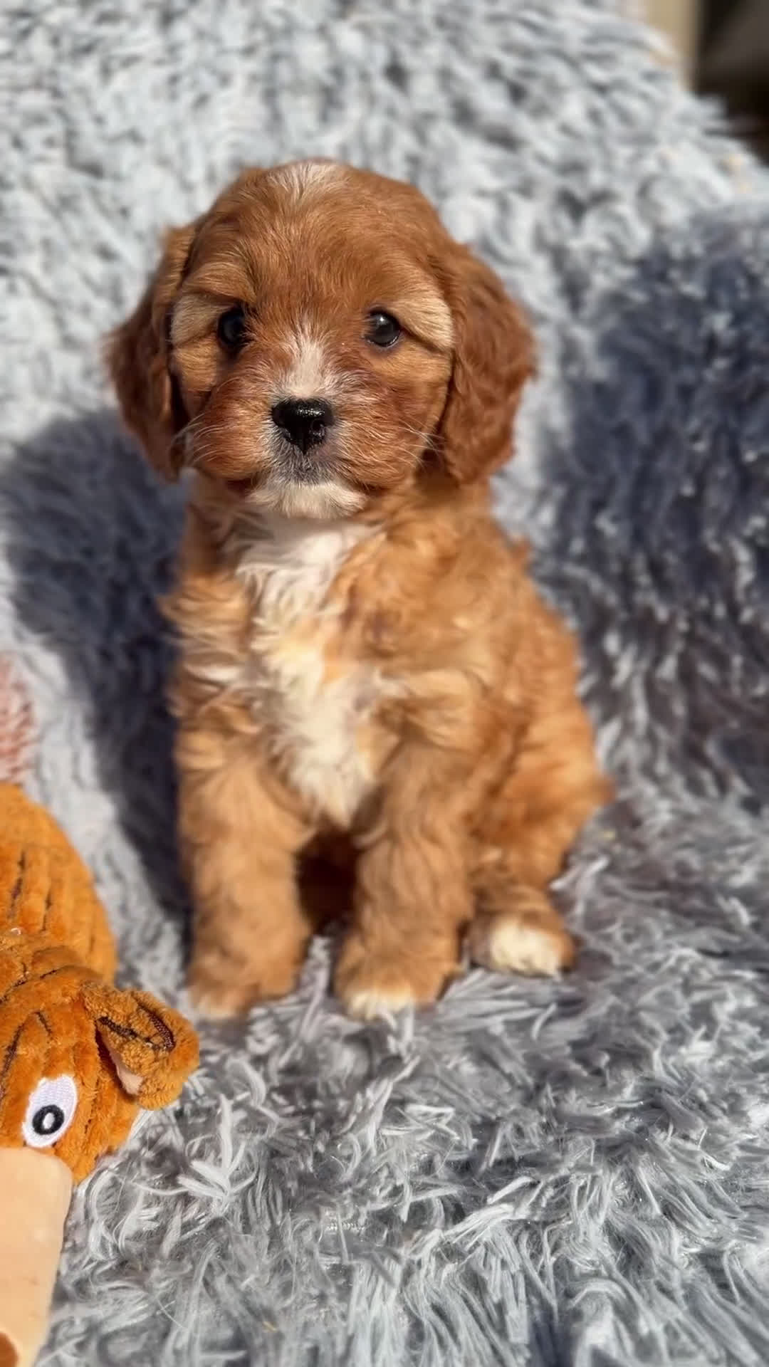 Cavapoo perros en venta: Cavapoo hembra  - Video 1