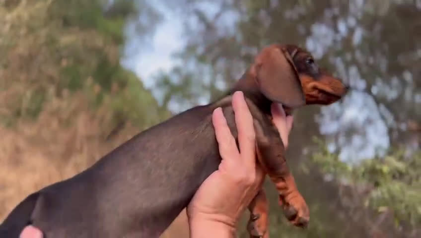 Teckel Miniatura perros en venta: Teckel mini  - Video 3
