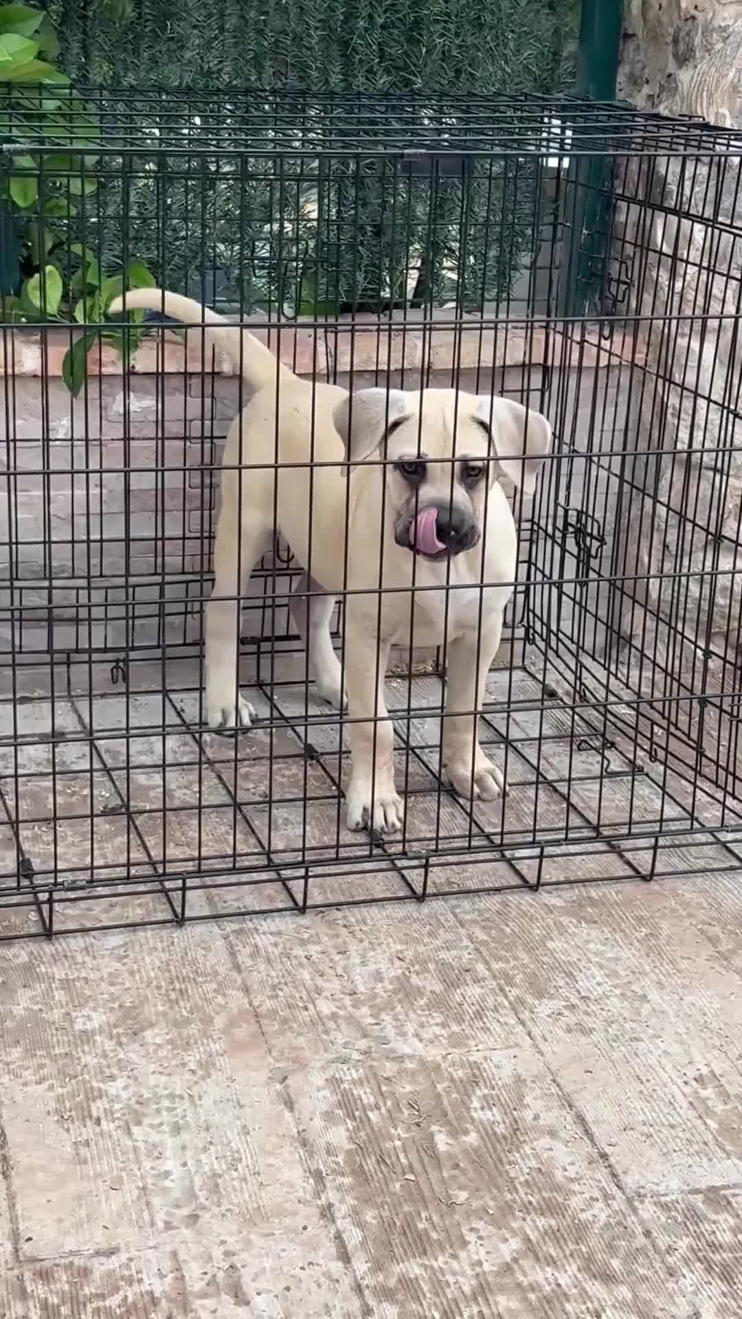 Presa Canario perros en venta: Cachorro macho presa canario  - Video 1