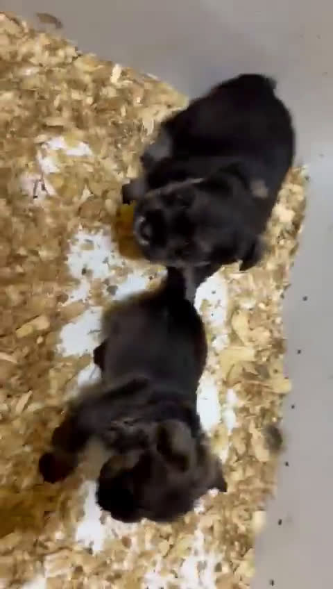 Schnauzer Miniatura perros en venta: Cachorros de Schnauzer mini  - Video 2