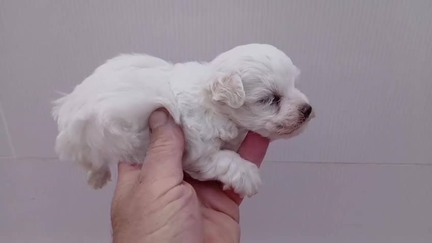 Bichón Maltés perros en venta: Excelentes toy  - Video 1