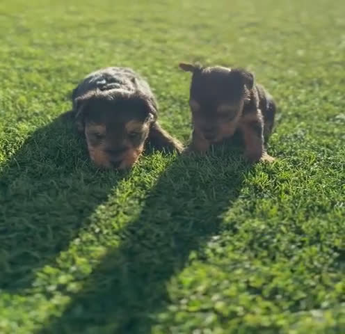 Yorkshire Terrier perros en venta: Yorkshire terrier Toy Machos  - Video 1