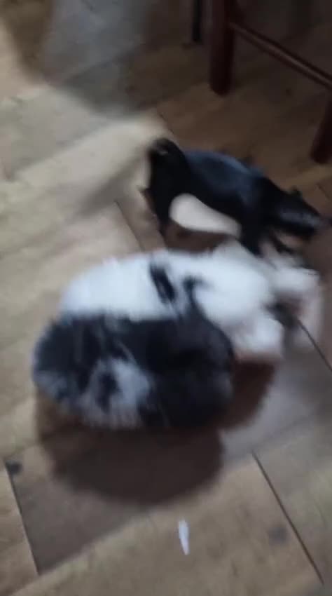 Pomerania perros en venta: Pomerania Toy hembra y macho  - Video 1