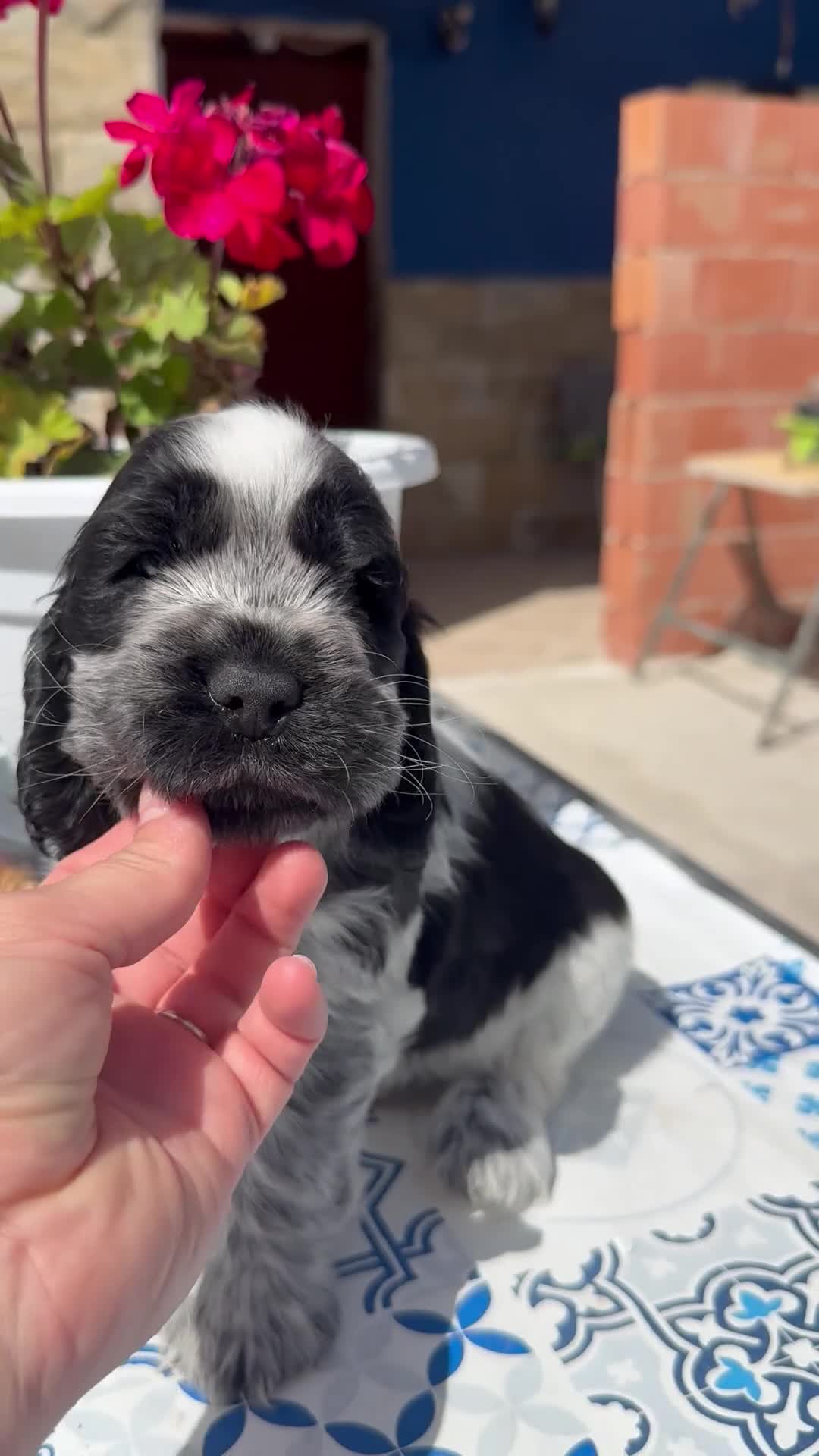 Cocker Spaniel Inglés perros en venta: Cachorros cocker spaniel ingles - Video 3