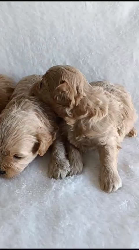 Maltipoo perros en venta: MALTIPOO  CRIADERO MADRID   en Granada - Video 1