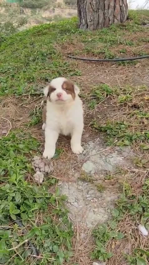Pastor Australiano perros en venta: CACHORROS PASTOR AUSTRALIANO - Video 2