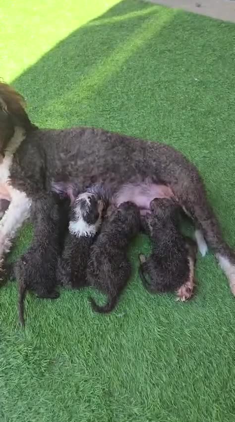 Perro de Agua Español perros en venta: Camada perros de agua  en Álava - Video 1