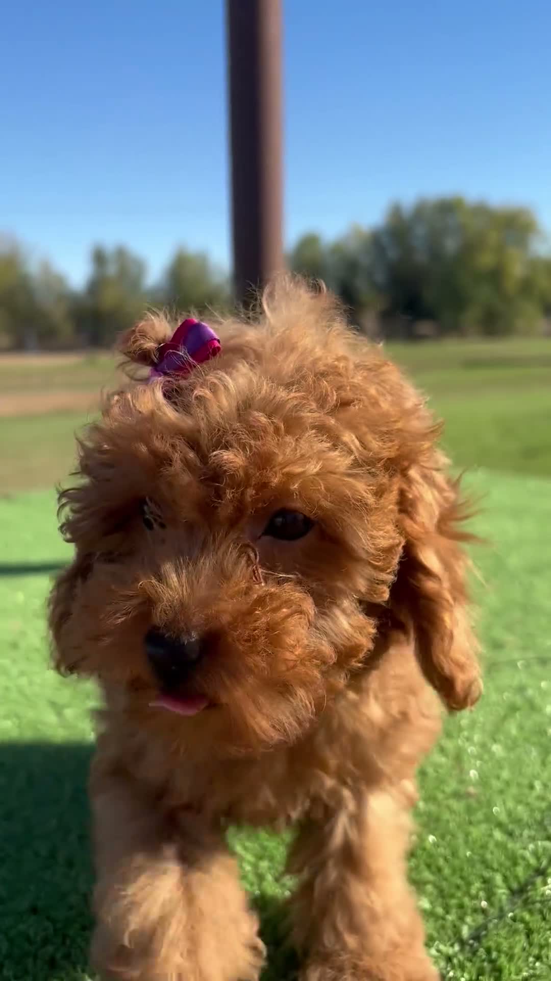 Caniche Toy perros en venta: CANICHE TOY  - Video 1