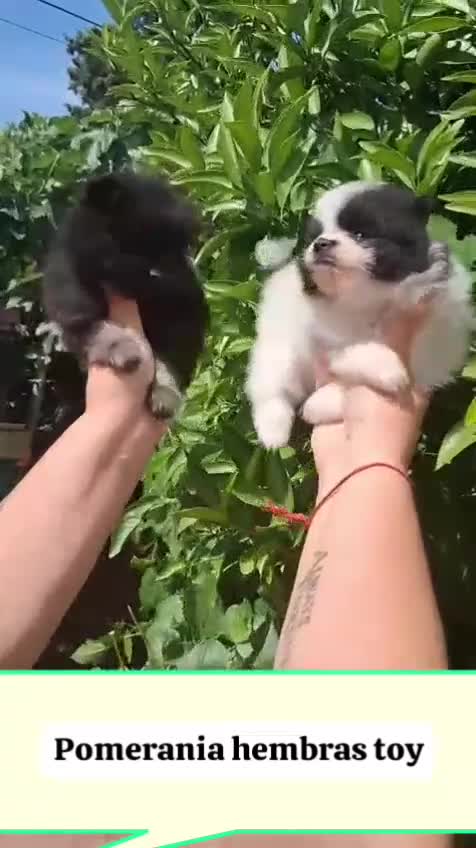 Pomerania perros en venta: Camada de pomerania hembras  - Video 1