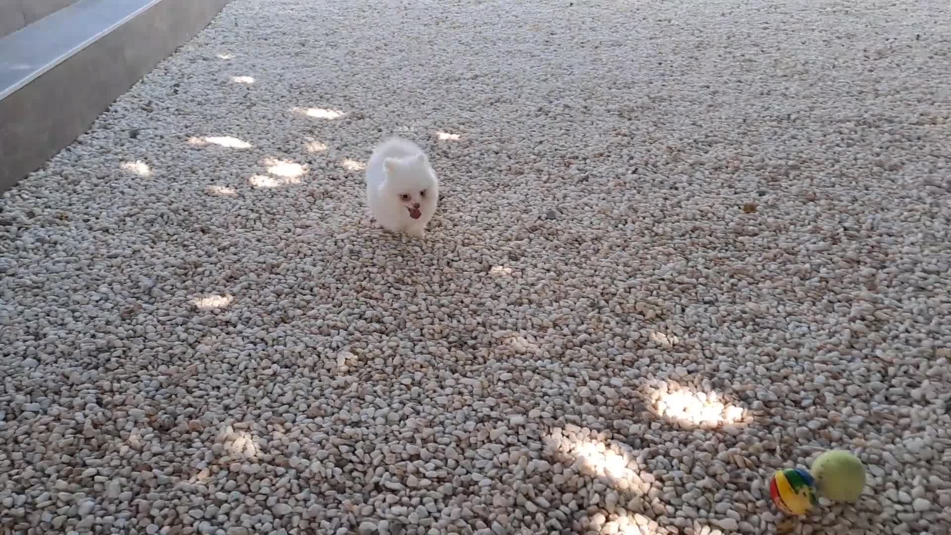 Pomerania perros en venta: Cachorrita Lulu de Pomerania Mini  - Video 3