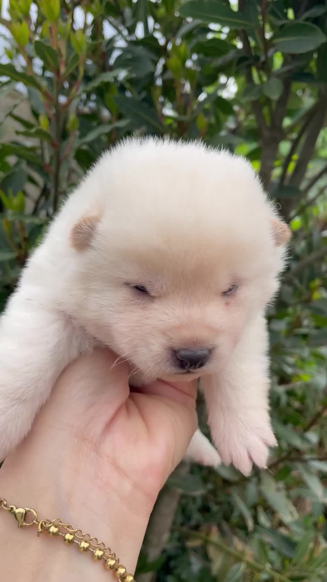Shiba Inu perros en venta: Un pequeño zorro en casa. en Salamanca - Video 2
