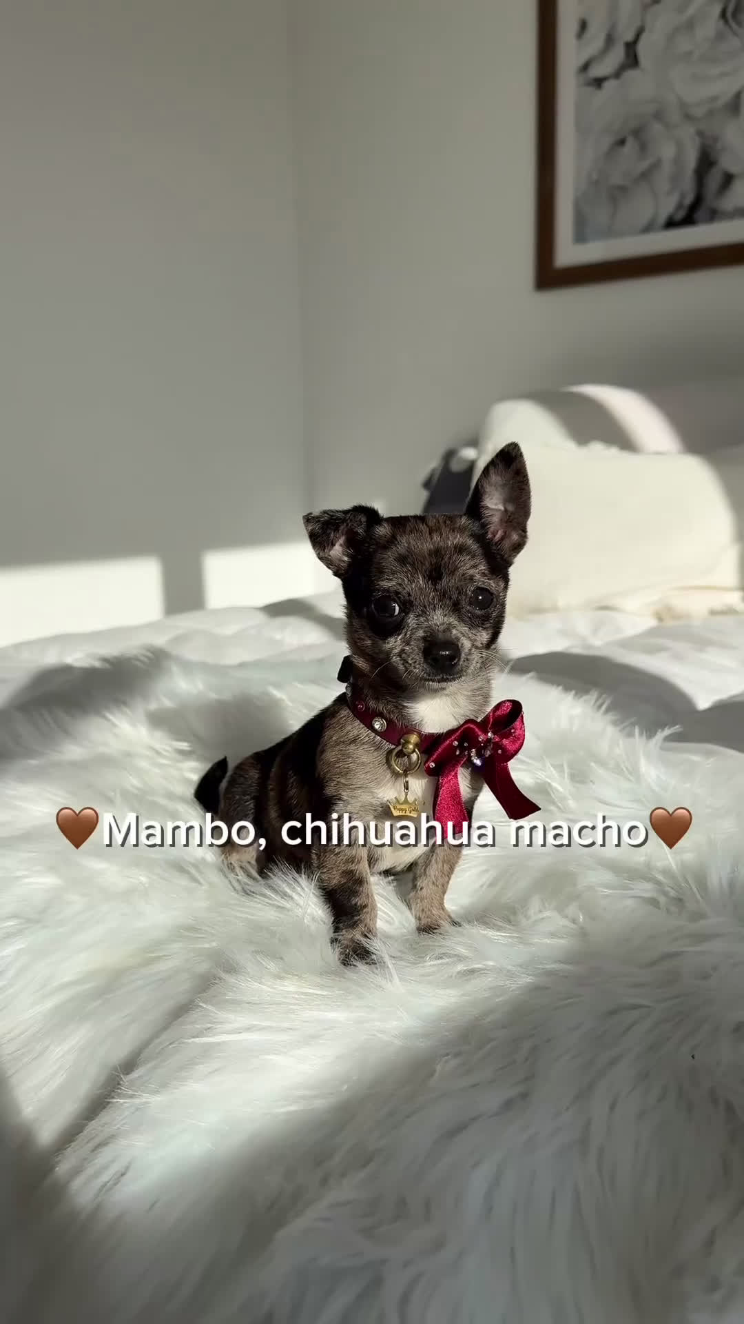 Chihuahua perros en venta: Chihuahua merle - Video 1