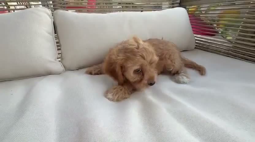 Cavapoo perros en venta: Cavapoo  - Video 2