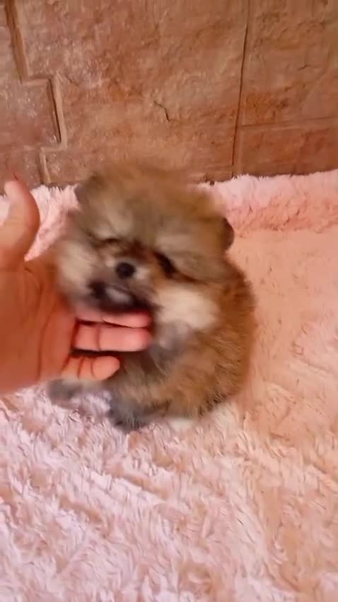 Pomerania perros en venta: Lulu pomerania  toy cara de osito . - Video 1