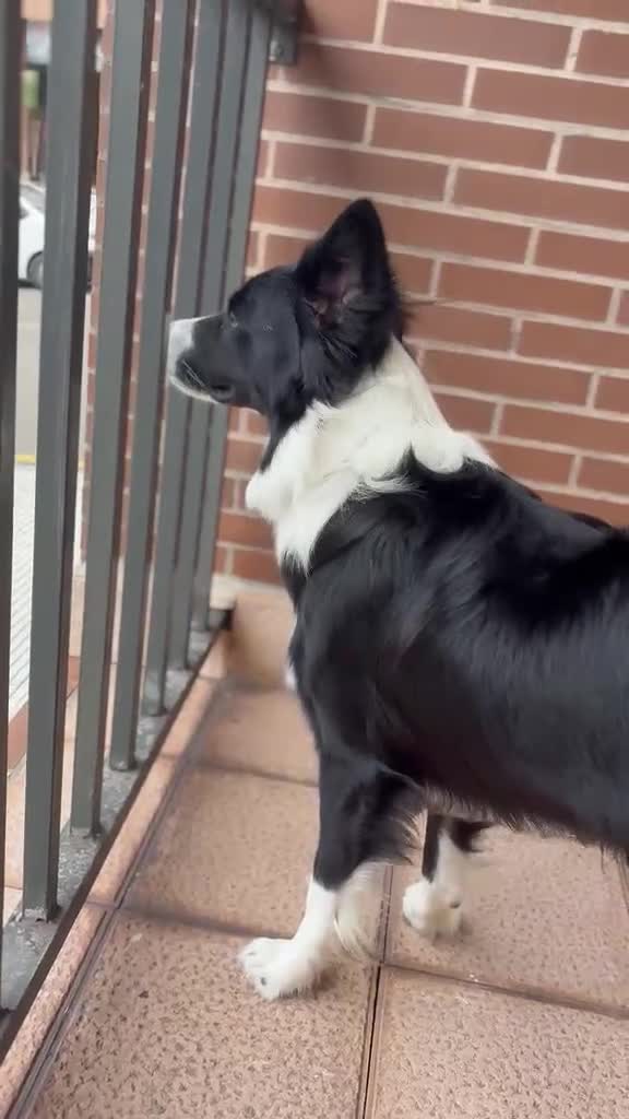 Border Collie perros para monta: Macho para monta - Video 1