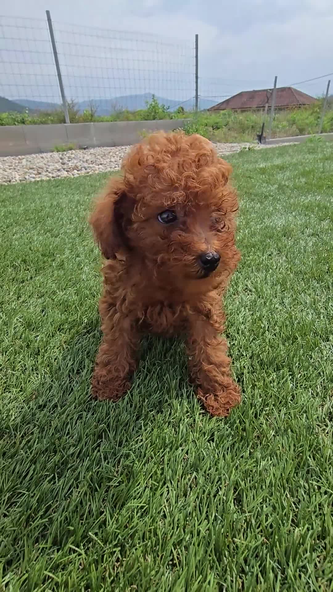 Caniche Toy perros en venta: ❤️ Caniche Toy Rojo Muy Pequeñito  en Ourense - Video 1