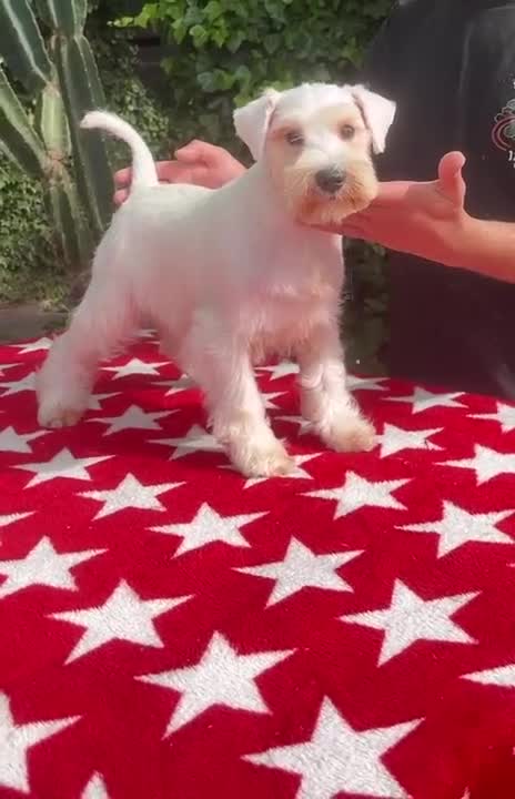 Schnauzer Mediano perros en venta: Schnauzer machos  - Video 3