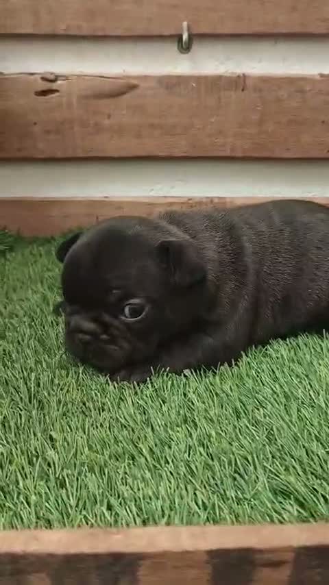 Bulldog Francés perros en venta: Bulldog Frances - Video 3