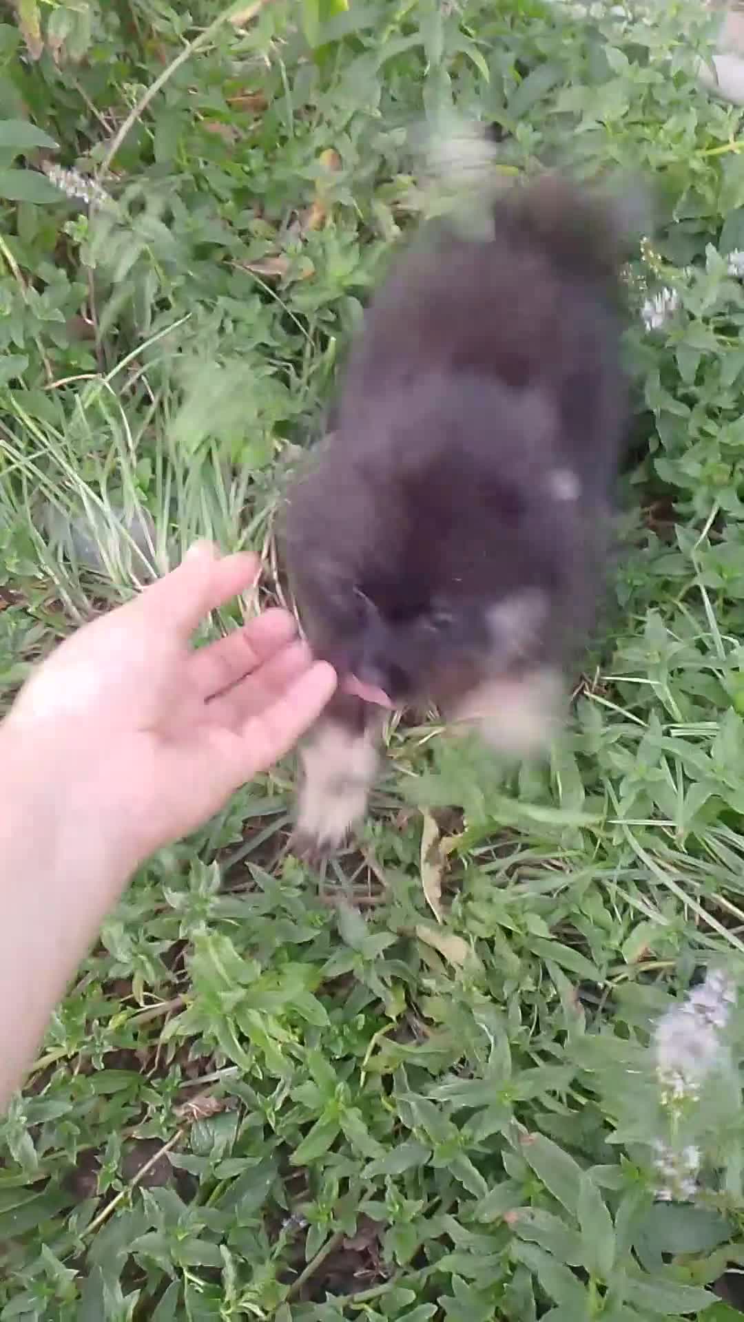 Pomerania perros en venta:  pomerania hembra no enviamos recogida en Córdoba  - Video 1